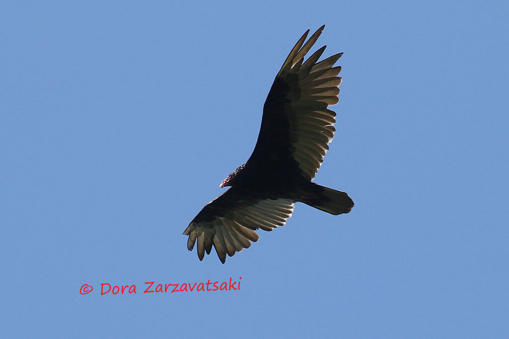 Turkey Vultureadult, moulting, Flight