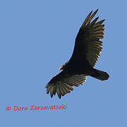 Turkey Vulture