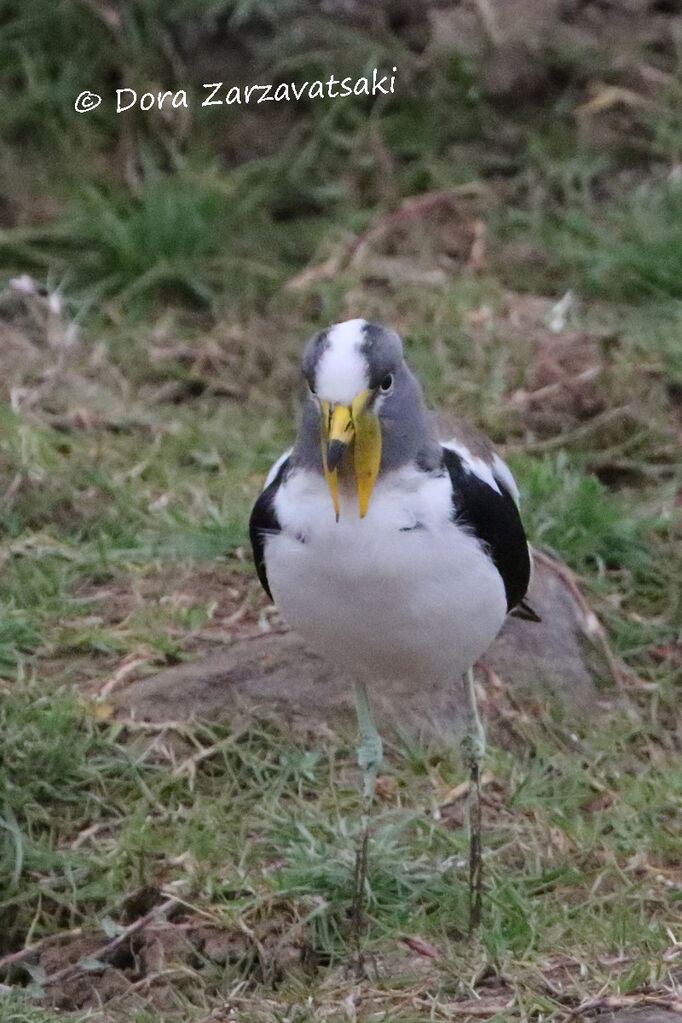 White-crowned Lapwing