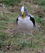 White-crowned Lapwing