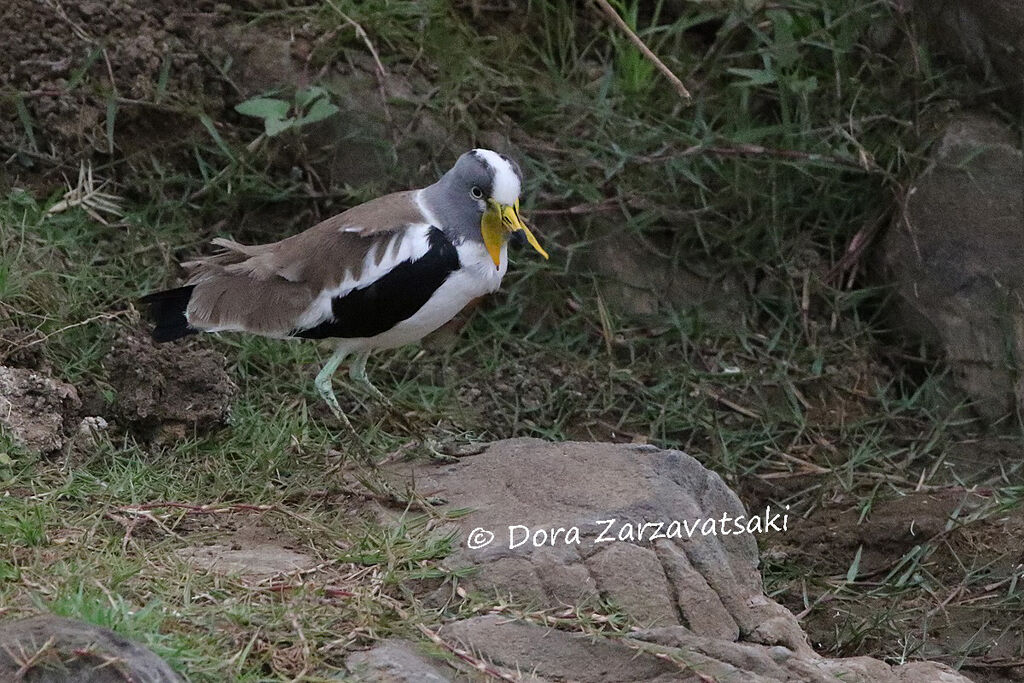 White-crowned Lapwingadult