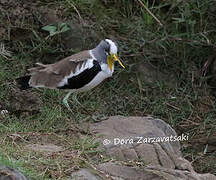 White-crowned Lapwing