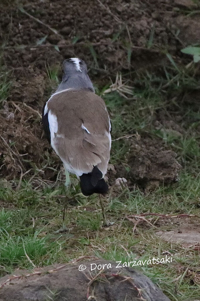 White-crowned Lapwingadult