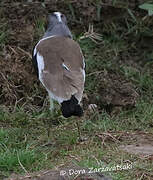 White-crowned Lapwing