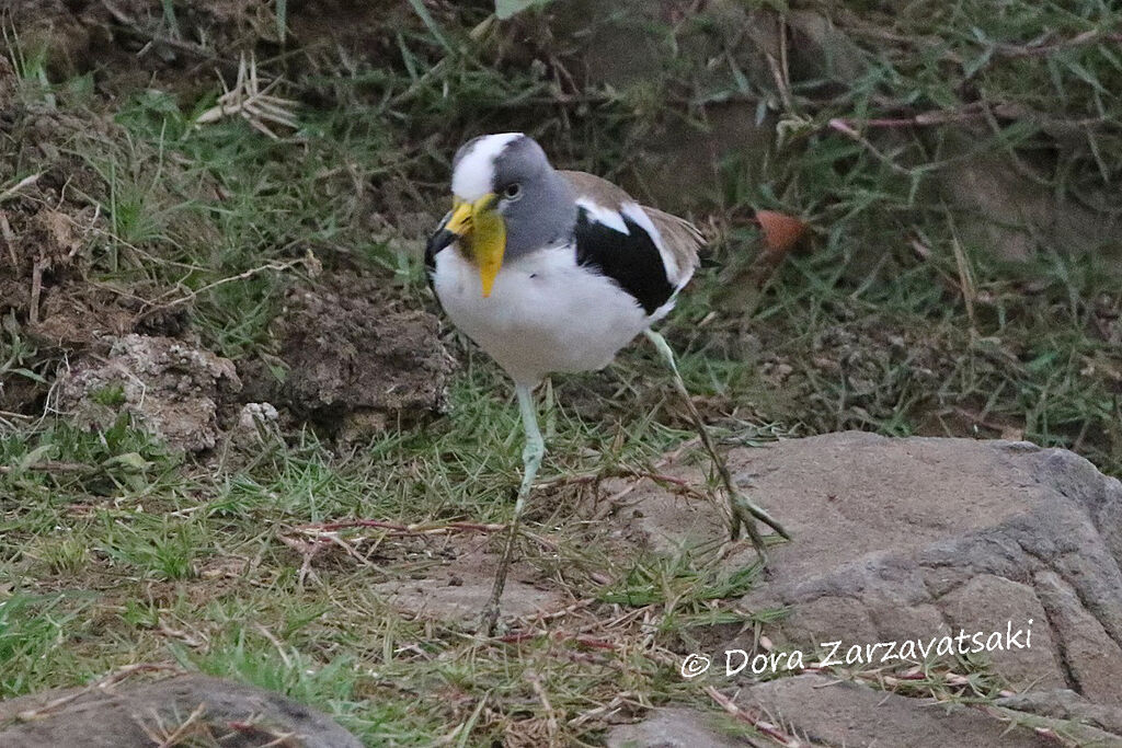 White-crowned Lapwingadult, walking