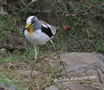 White-crowned Lapwing