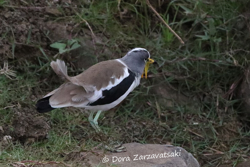 White-crowned Lapwingadult