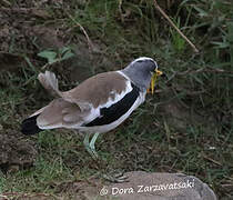 White-crowned Lapwing