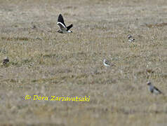 Andean Lapwing