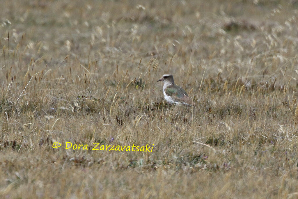 Vanneau des Andesadulte, identification