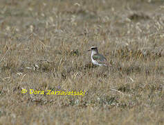 Andean Lapwing