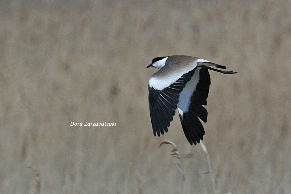 Spur-winged Lapwing