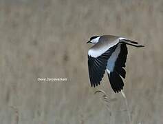 Spur-winged Lapwing