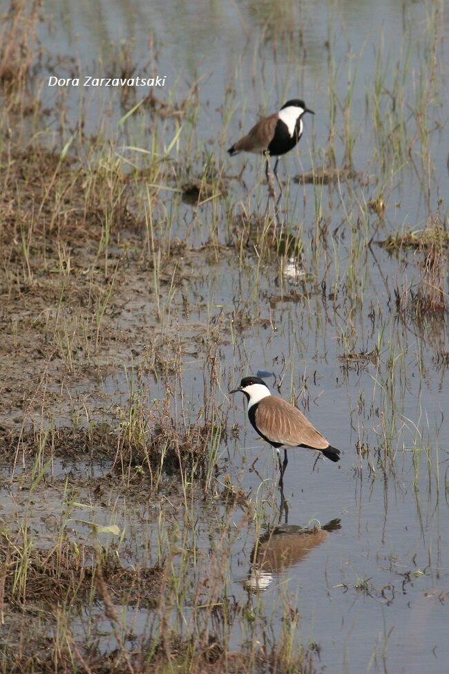 Spur-winged Lapwing