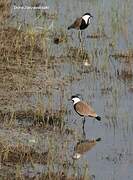 Spur-winged Lapwing