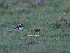 Northern Lapwing