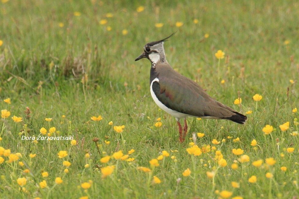 Northern Lapwing