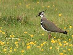 Northern Lapwing