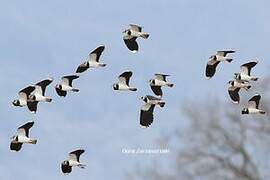 Northern Lapwing