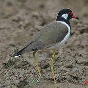 Red-wattled Lapwing