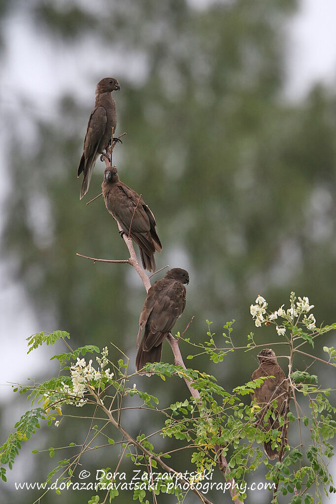 Seychelles Black Parrot
