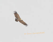 Cape Vulture