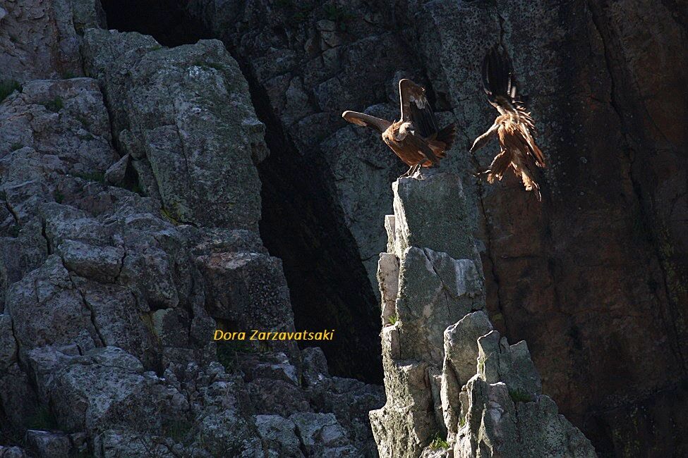 Griffon Vulture