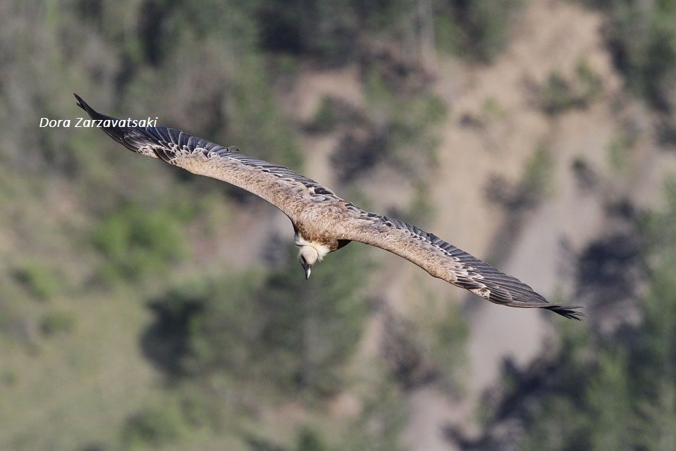 Griffon Vulture