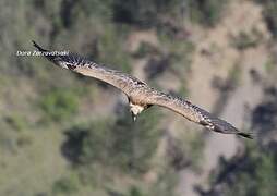 Griffon Vulture