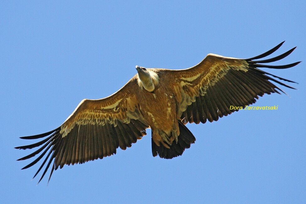 Griffon Vultureadult, Flight