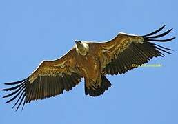 Griffon Vulture