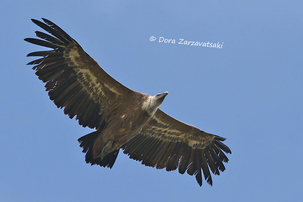 Griffon Vultureadult, Flight