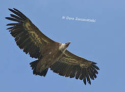 Griffon Vulture