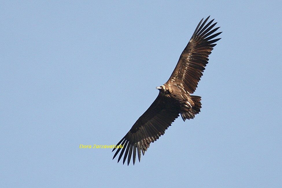 Cinereous Vulture