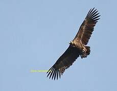 Cinereous Vulture