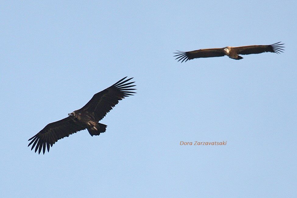 Cinereous Vulture