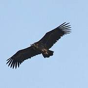 Cinereous Vulture