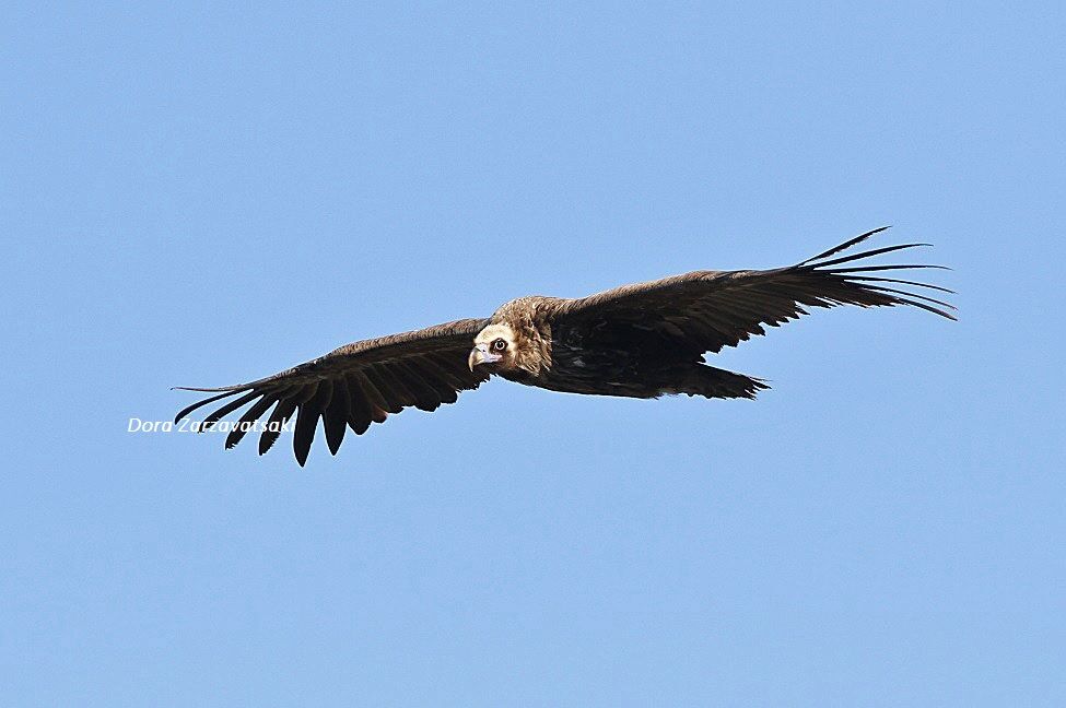 Cinereous Vulture