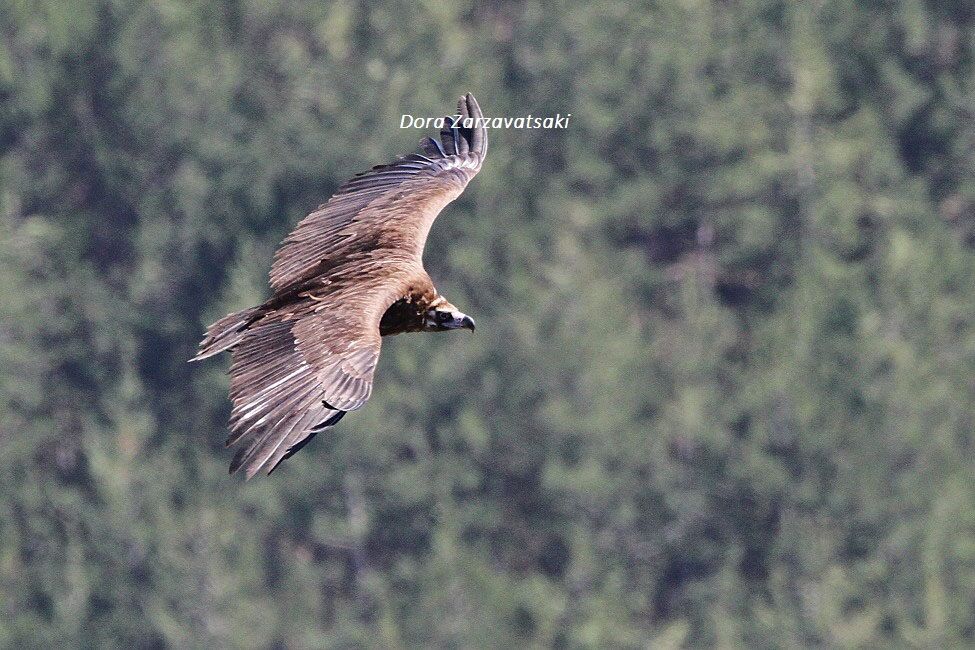 Cinereous Vulture