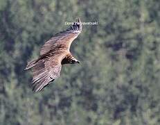 Cinereous Vulture