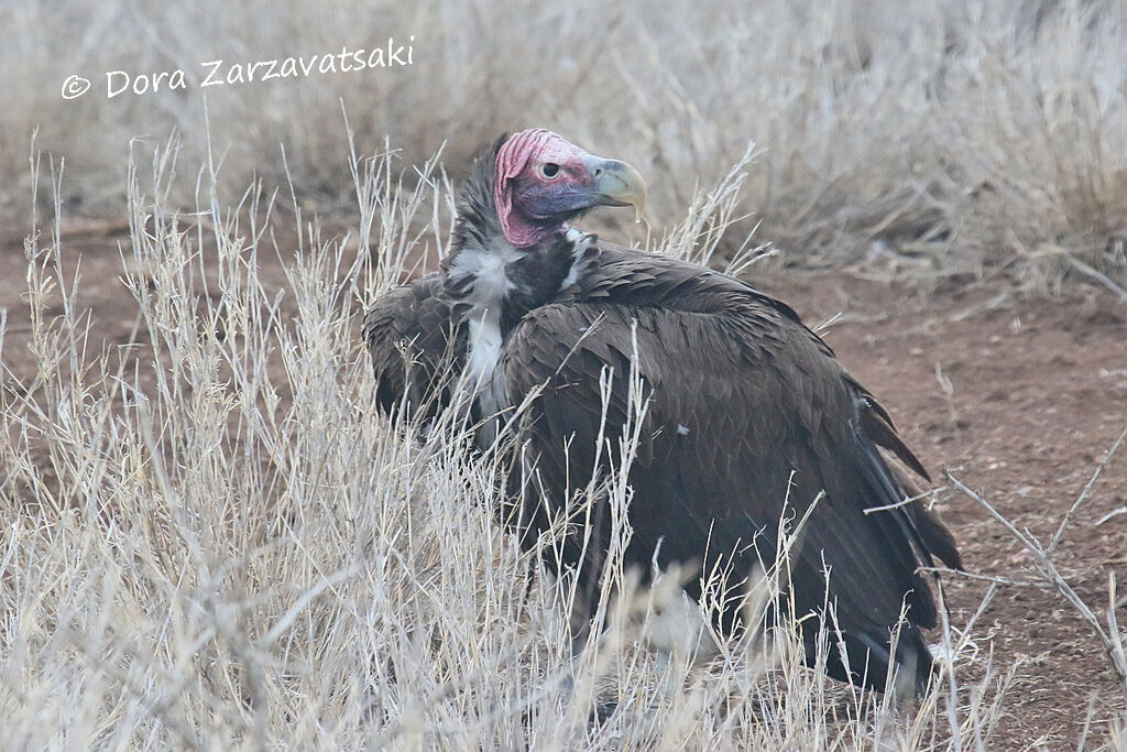 Lappet-faced Vultureadult