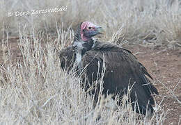 Lappet-faced Vulture