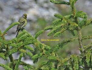 Venturon montagnard