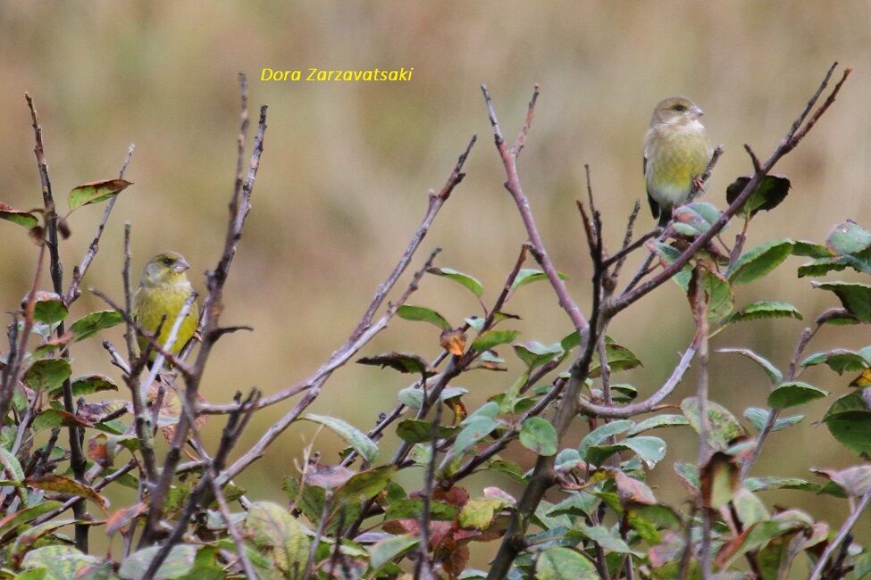 European Greenfinch