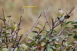 European Greenfinch