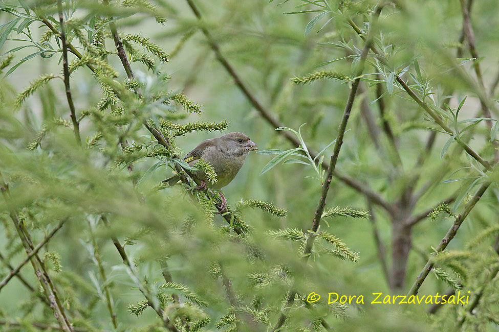 European Greenfinch