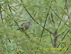 European Greenfinch