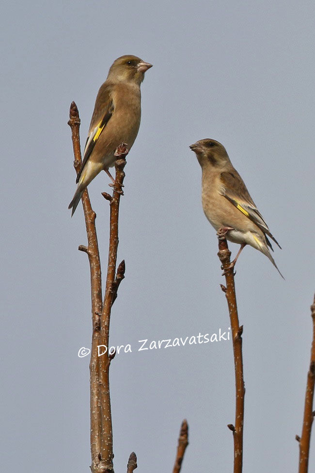 Grey-capped Greenfinch