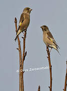 Grey-capped Greenfinch