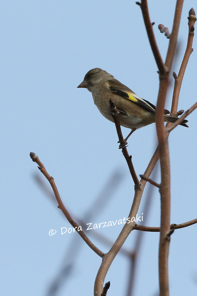 Grey-capped Greenfinch